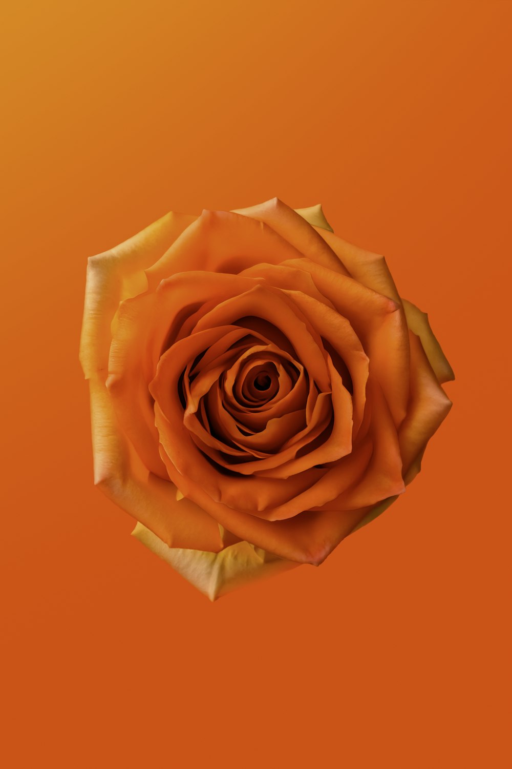 a single orange rose on an orange background