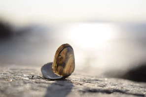 Artisan hands carefully crafting a seashell mosaic under warm, natural light.