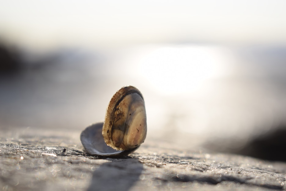 Close-up of a delicate seashell resting on soft sand with a handwritten label beside it, bathed in warm natural light.
