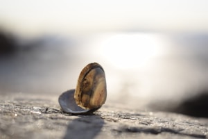 Shell Coast Necklace