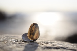 A close-up of a single seashell resting on a flat surface with soft sunlight reflecting off the background, creating a serene and natural atmosphere.