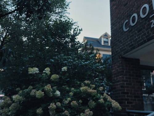 A leafy residential area featuring a brick building on the right with partial lettering visible. A lush green bush with light-colored flowers is in the foreground. In the background, a house with a gabled roof can be seen partly obscured by trees.