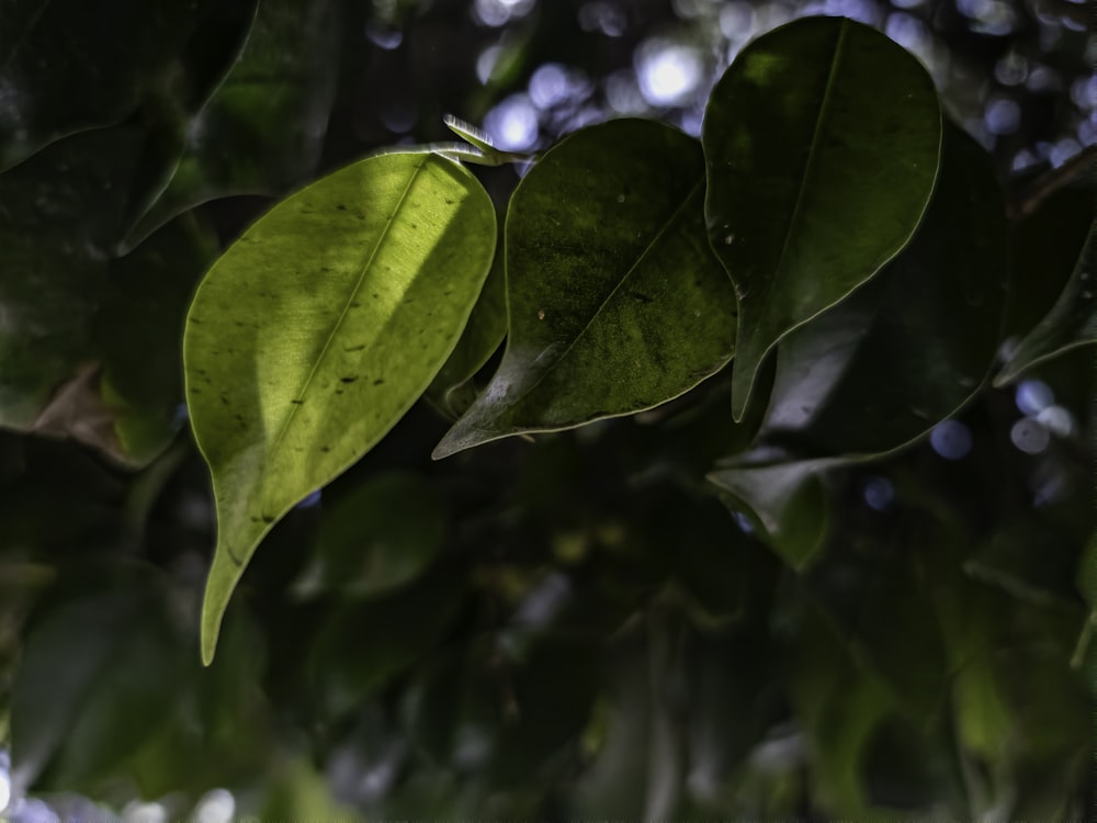 a close up of a green leaf on a tree