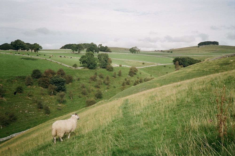 una pecora in piedi su una collina verde lussureggiante