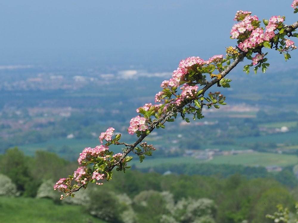 a tree branch with pink flowers in the foreground