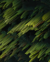Abstract watercolor strokes in rich forest green layered with terracotta highlights.