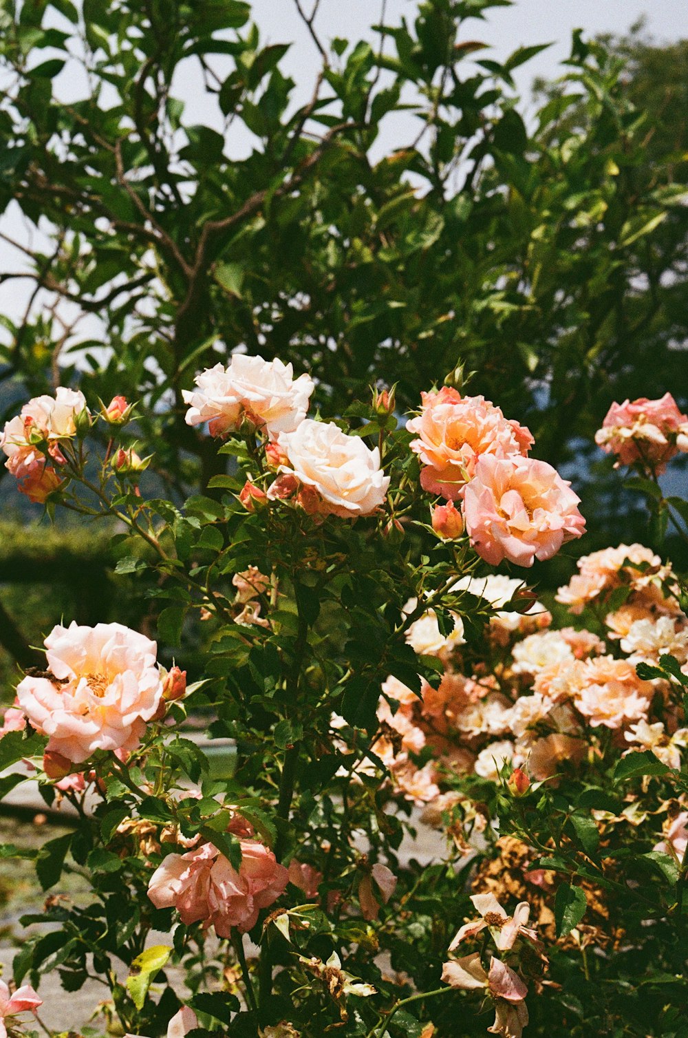 a bush of pink roses with green leaves