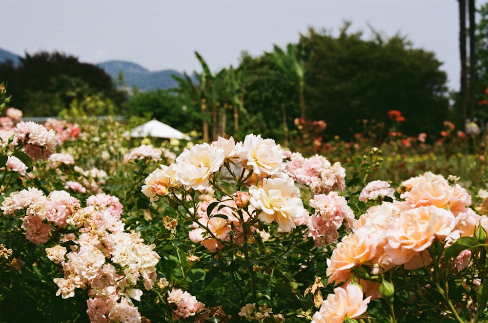 a field full of pink and white flowers