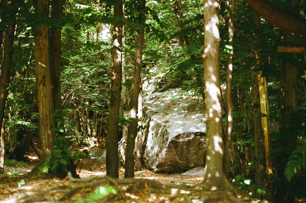 a large rock in the middle of a forest