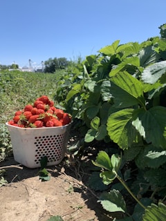 A close-up of freshly picked juicy strawberries nestled in green leaves under Montana blue skies