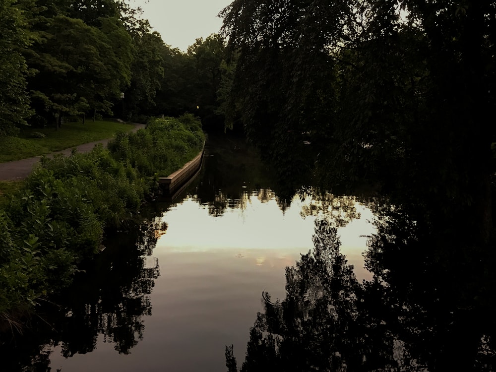 a river running through a lush green forest