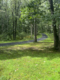 A winding path through a sun-dappled forest inviting a peaceful walk.