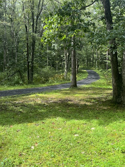 A winding path meanders through a lush green forest, with tall trees reaching up to a canopy of leaves. Sunlight filters through, casting dappled shadows on the grass and the path. The scene is serene and inviting, suggesting a peaceful walk.