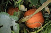 a couple of pumpkins that are in the grass