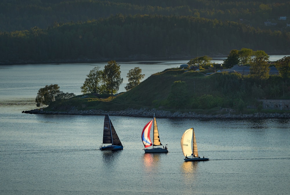 a group of sailboats sailing on a large body of water