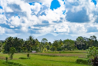 A scenic view of the fertile lands of Sulawesi under a clear sky.