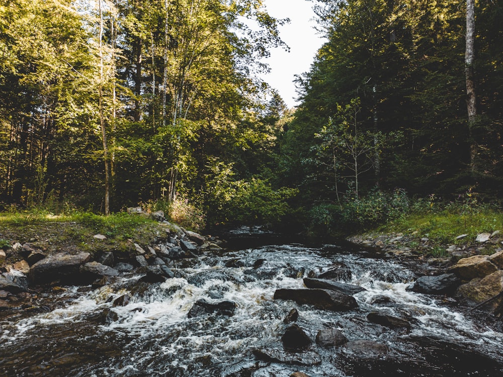 a river running through a lush green forest