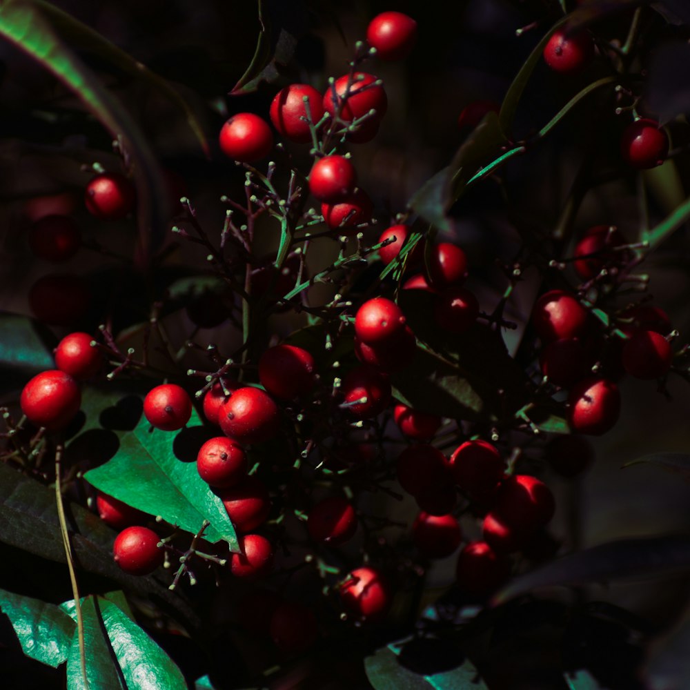 a bush with red berries and green leaves