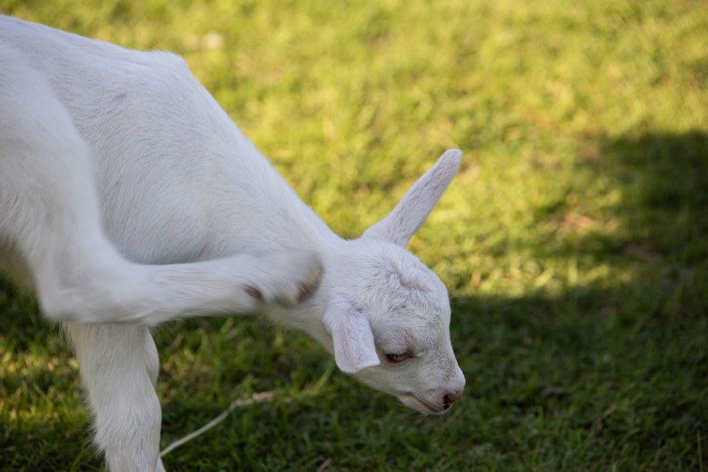 a close up of a goat on a field of grass