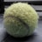 A worn and fuzzy tennis ball with a visible seam is placed on a dark surface. The texture of the ball appears aged and slightly frayed, indicating extensive use.