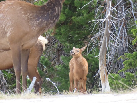 A close-up of a curious elk standing in a forest clearing.