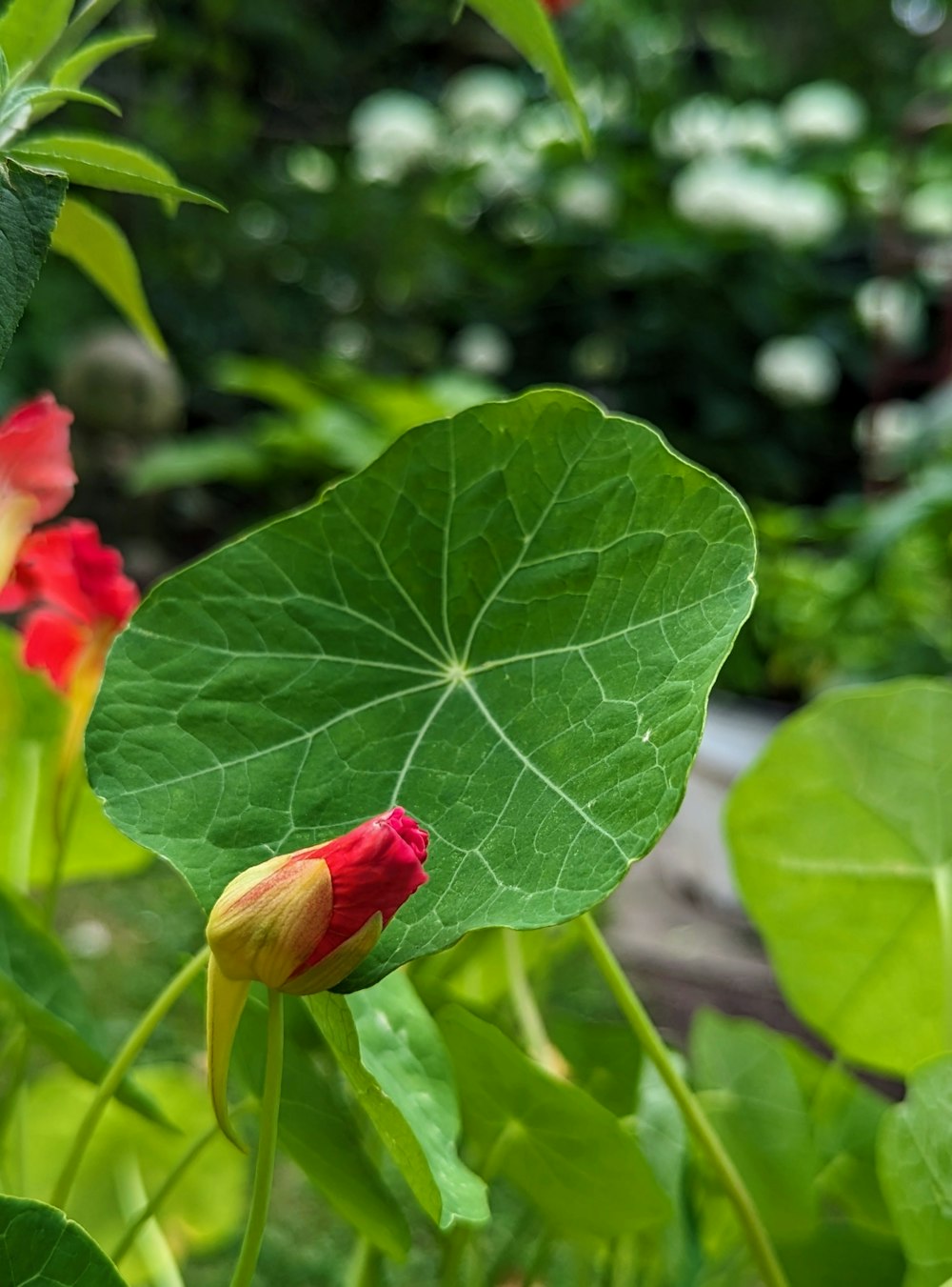 eine nahaufnahme einer roten blume auf einer pflanze