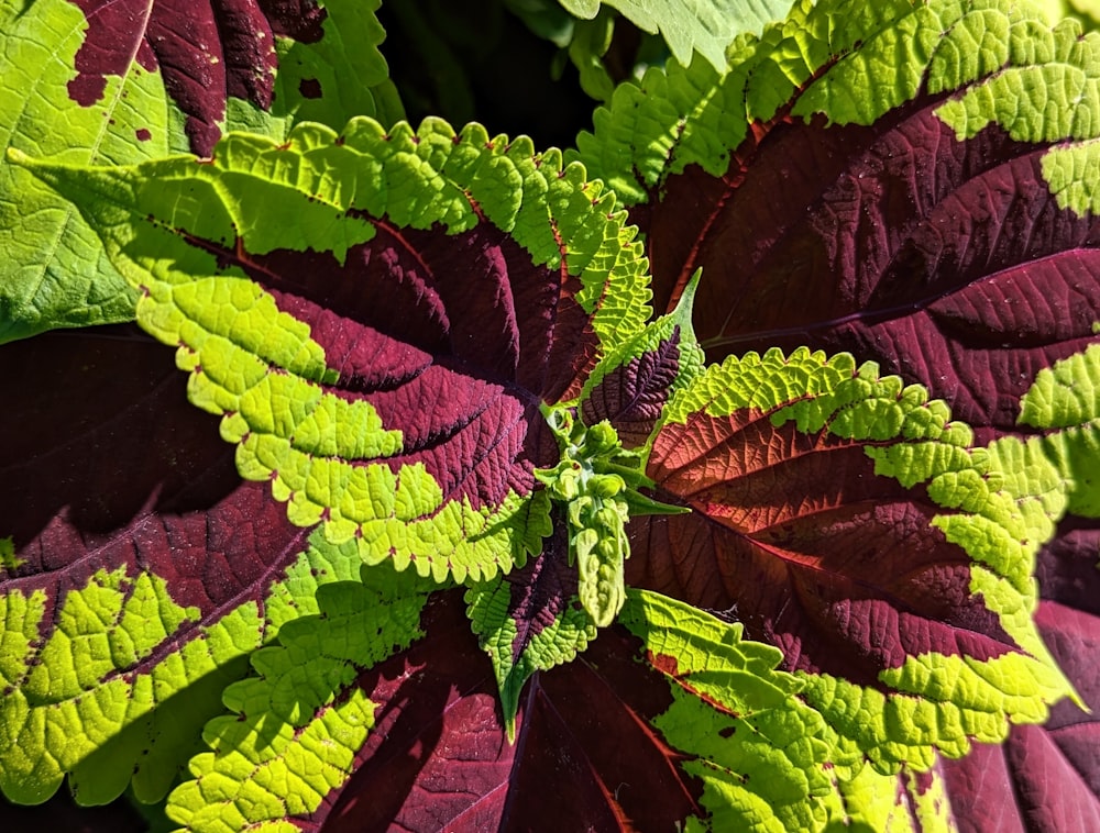 Un primer plano de una planta con hojas verdes y púrpuras