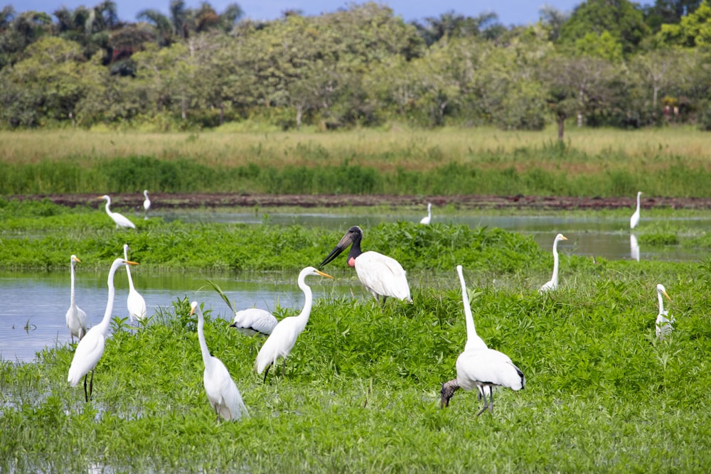 a flock of birds standing on top of a lush green field