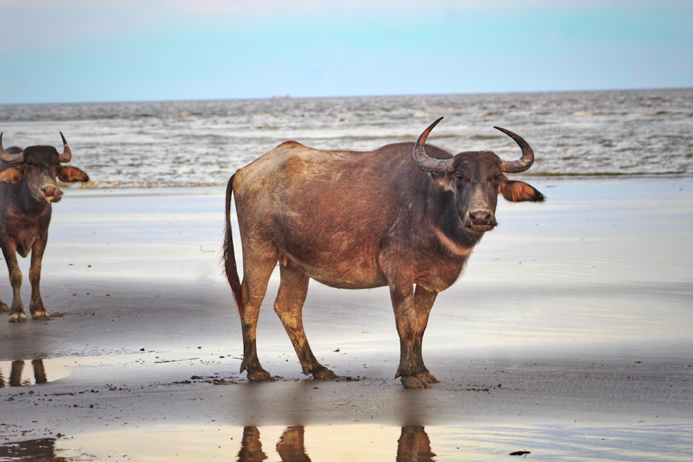 a couple of animals that are standing in the sand