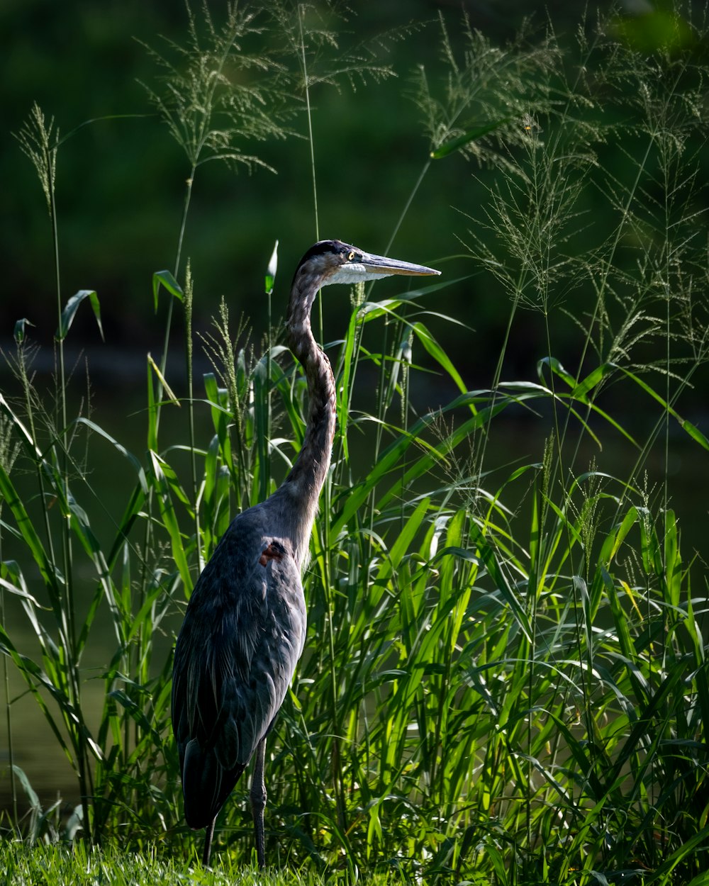 a tall bird standing in the grass next to a body of water