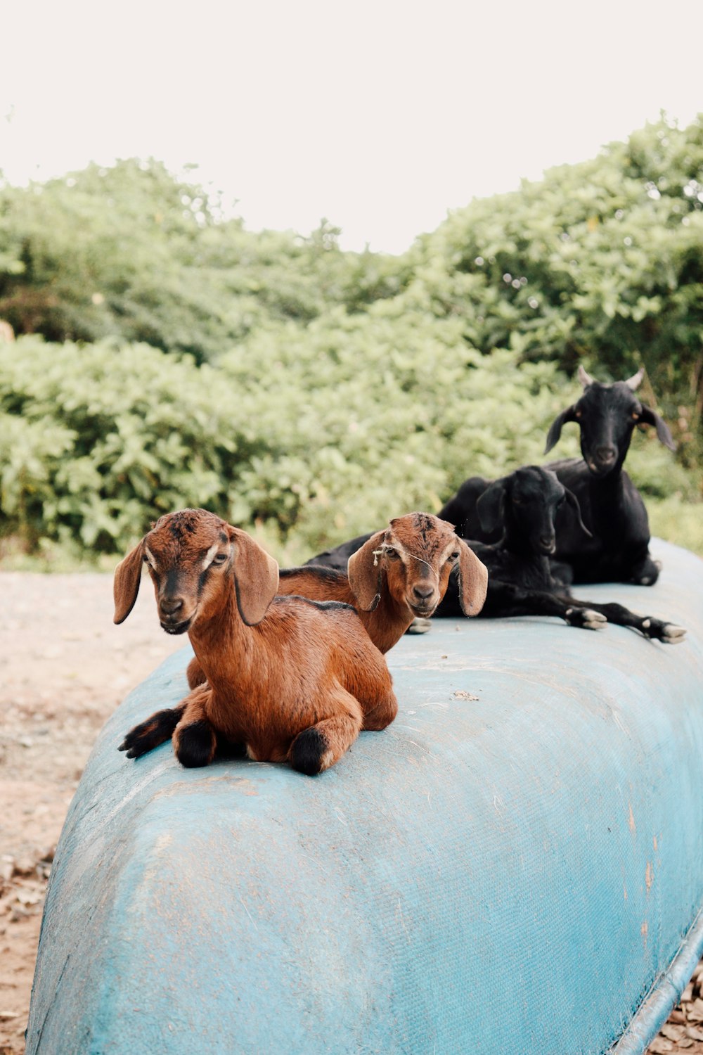 a couple of goats laying on top of a blue object