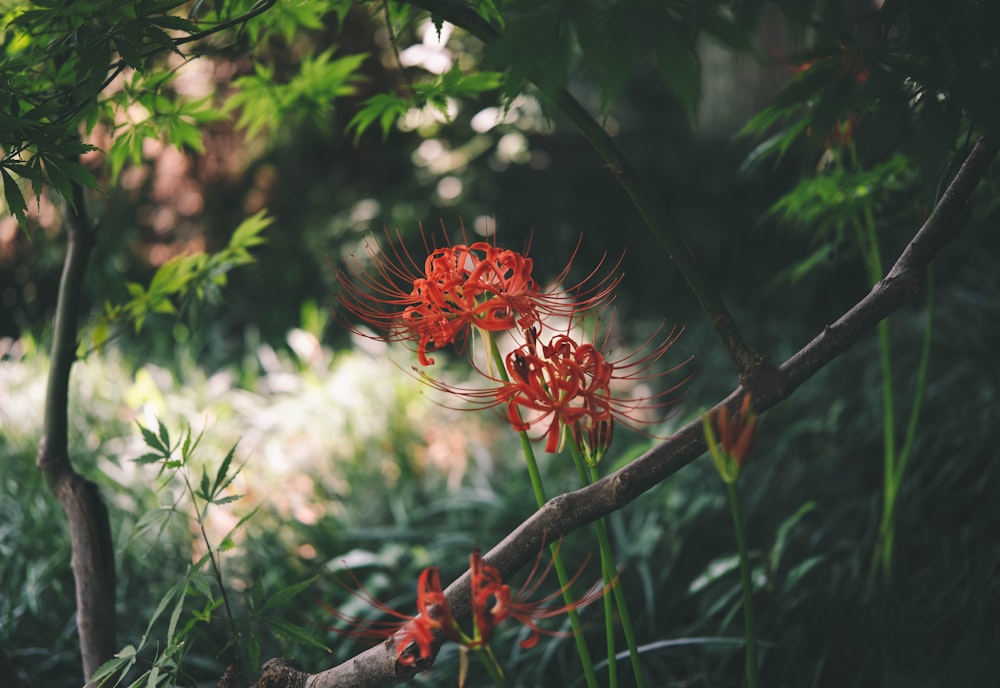 a bunch of red flowers that are in the grass