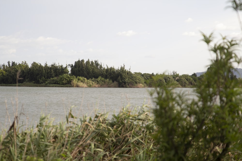 a body of water surrounded by trees and bushes