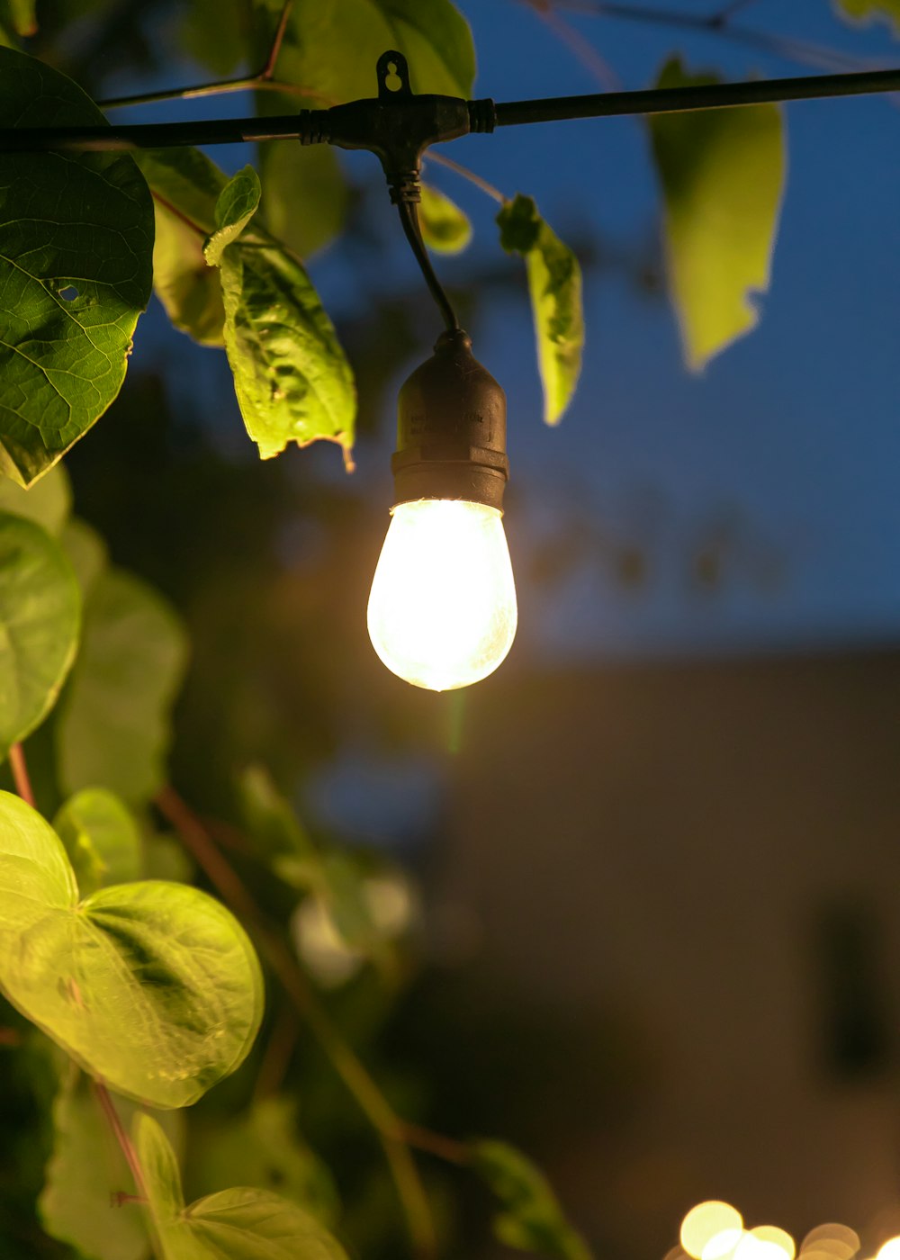 a light bulb hanging from a wire on a tree