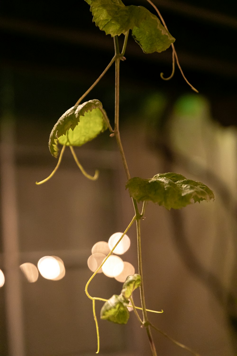 a close up of a plant with green leaves