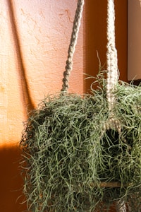 Hanging Ivy