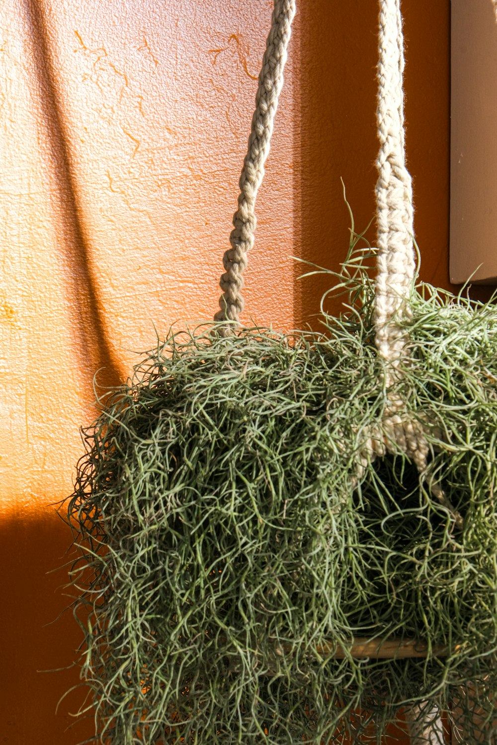 a plant hanging from a rope on a wall