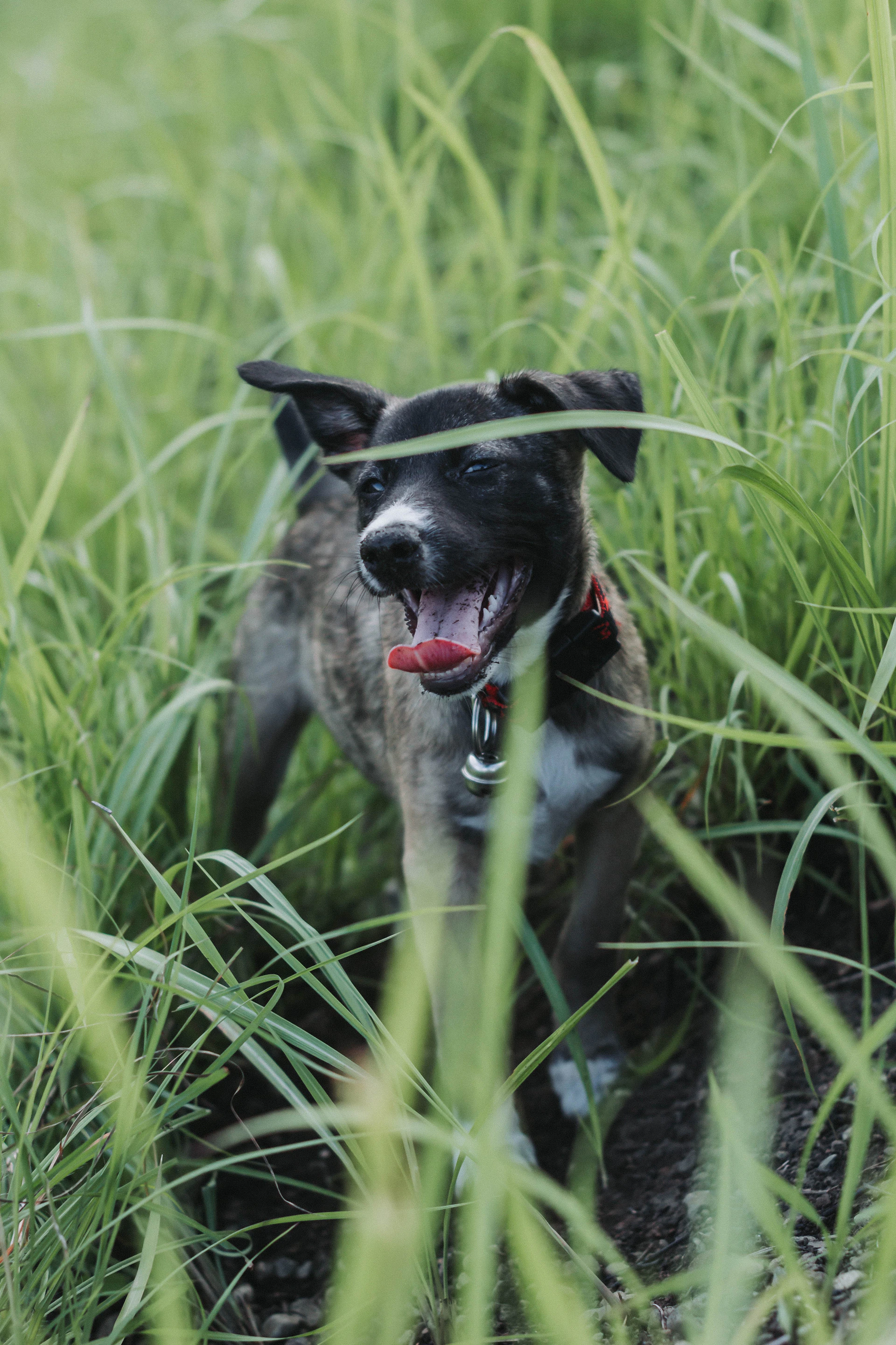 a dog standing in a field of tall grass