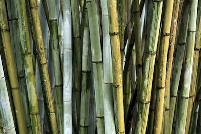 Elegant bamboo plants arranged in stylish plant boxes ready for delivery