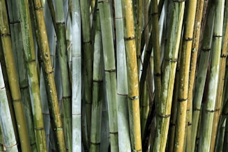 Elegant bamboo plants arranged in stylish plant boxes ready for delivery