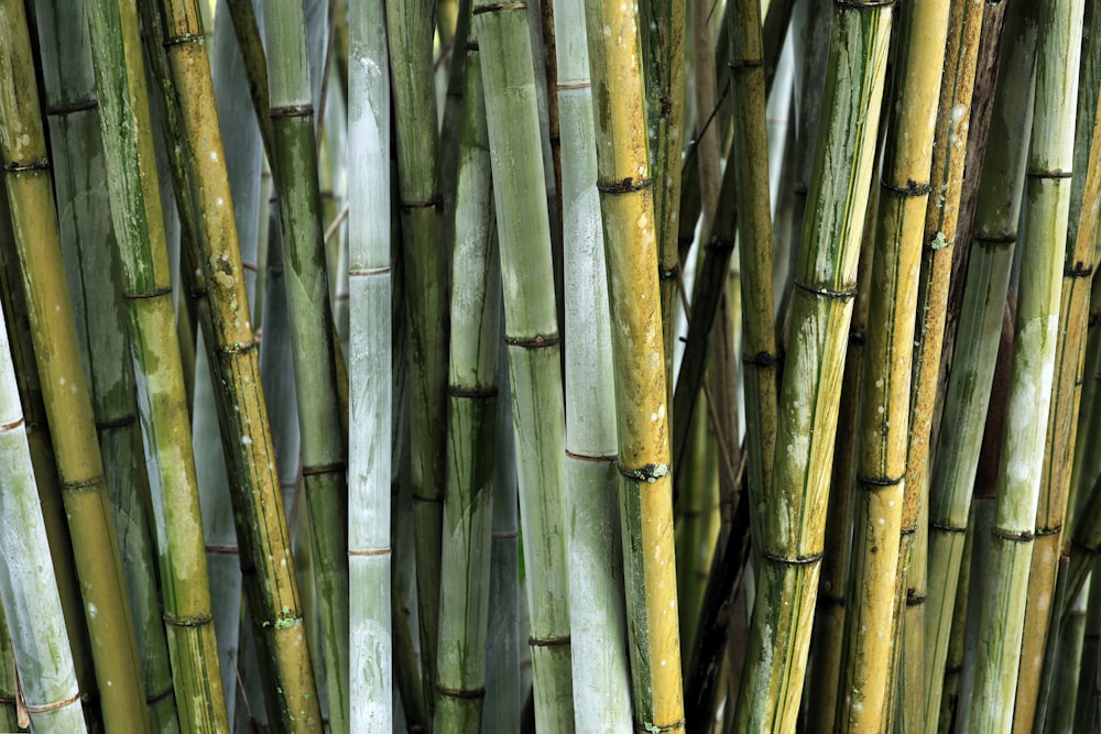 a close up of a bunch of bamboo sticks