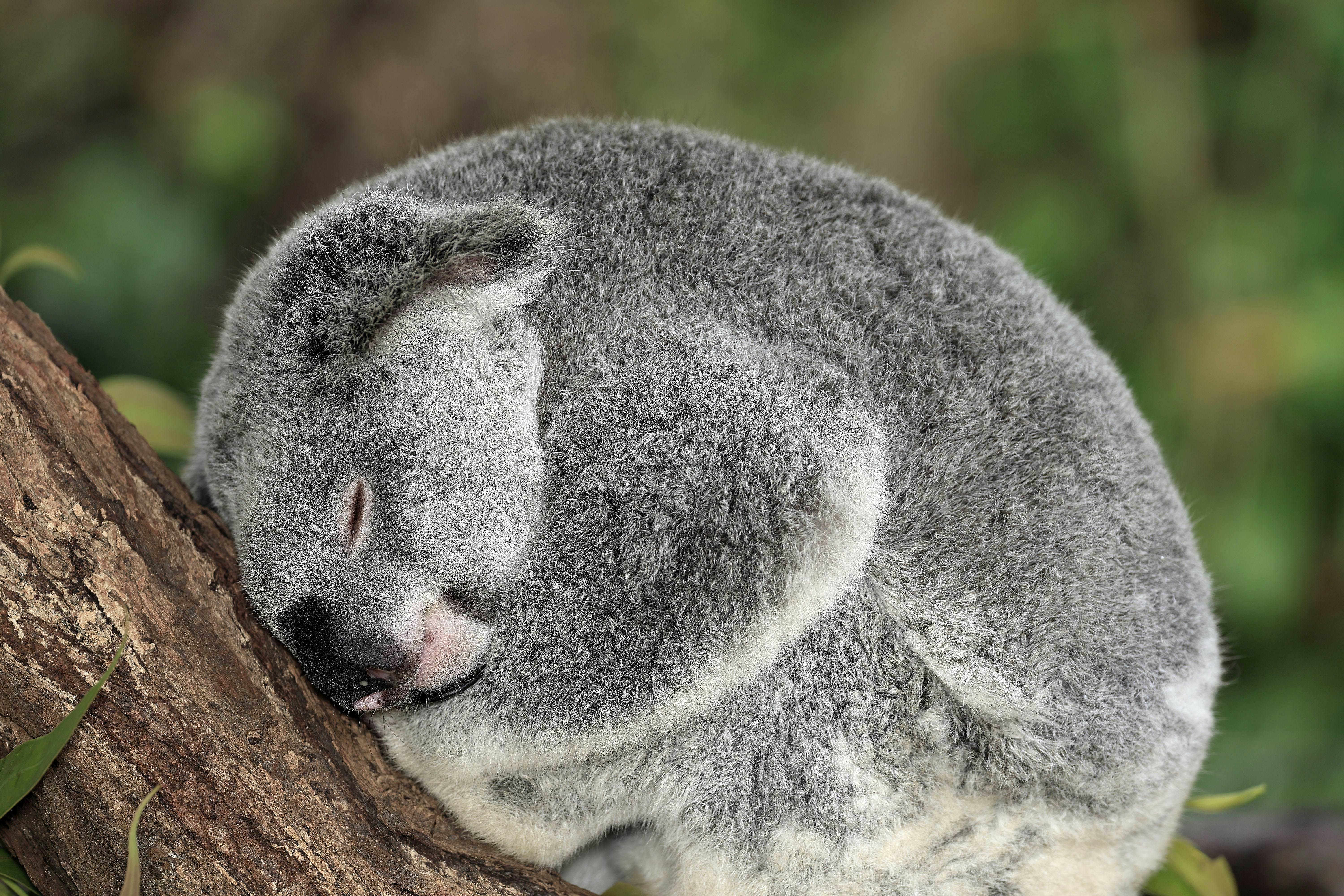 a koala sleeping on top of a tree branch, A koala has curled up into a comfortable position to enjoy a good sleep.