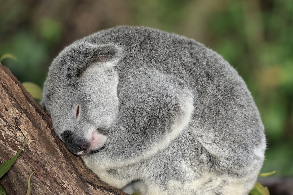 a koala sleeping on top of a tree branch