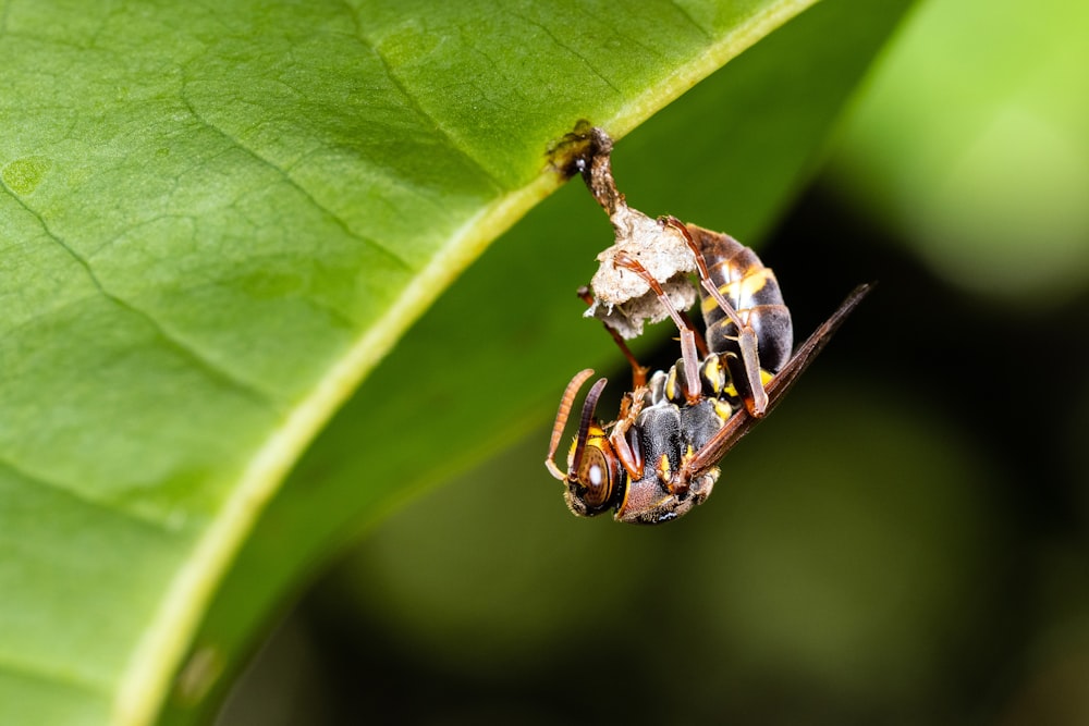 a close up of a bug on a leaf