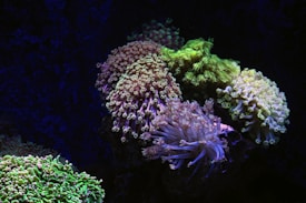 A vibrant undersea scene featuring various types of coral in shades of green, purple, and white. The corals have delicate, tendril-like structures reaching out, illuminated against a dark blue aquatic background, giving an impression of movement and life.