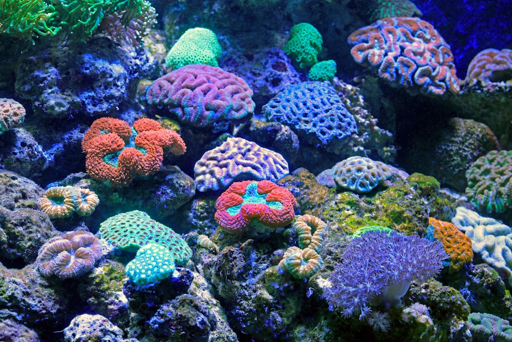 a large group of colorful corals in an aquarium