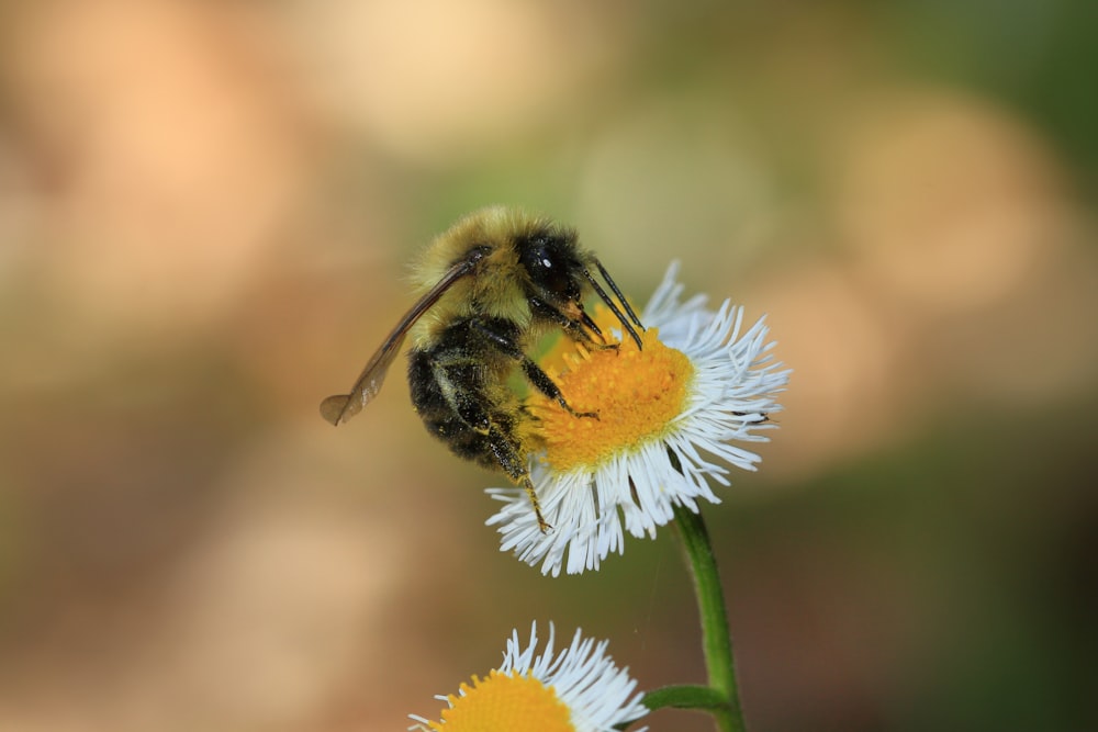 eine Biene, die auf einer Blume sitzt