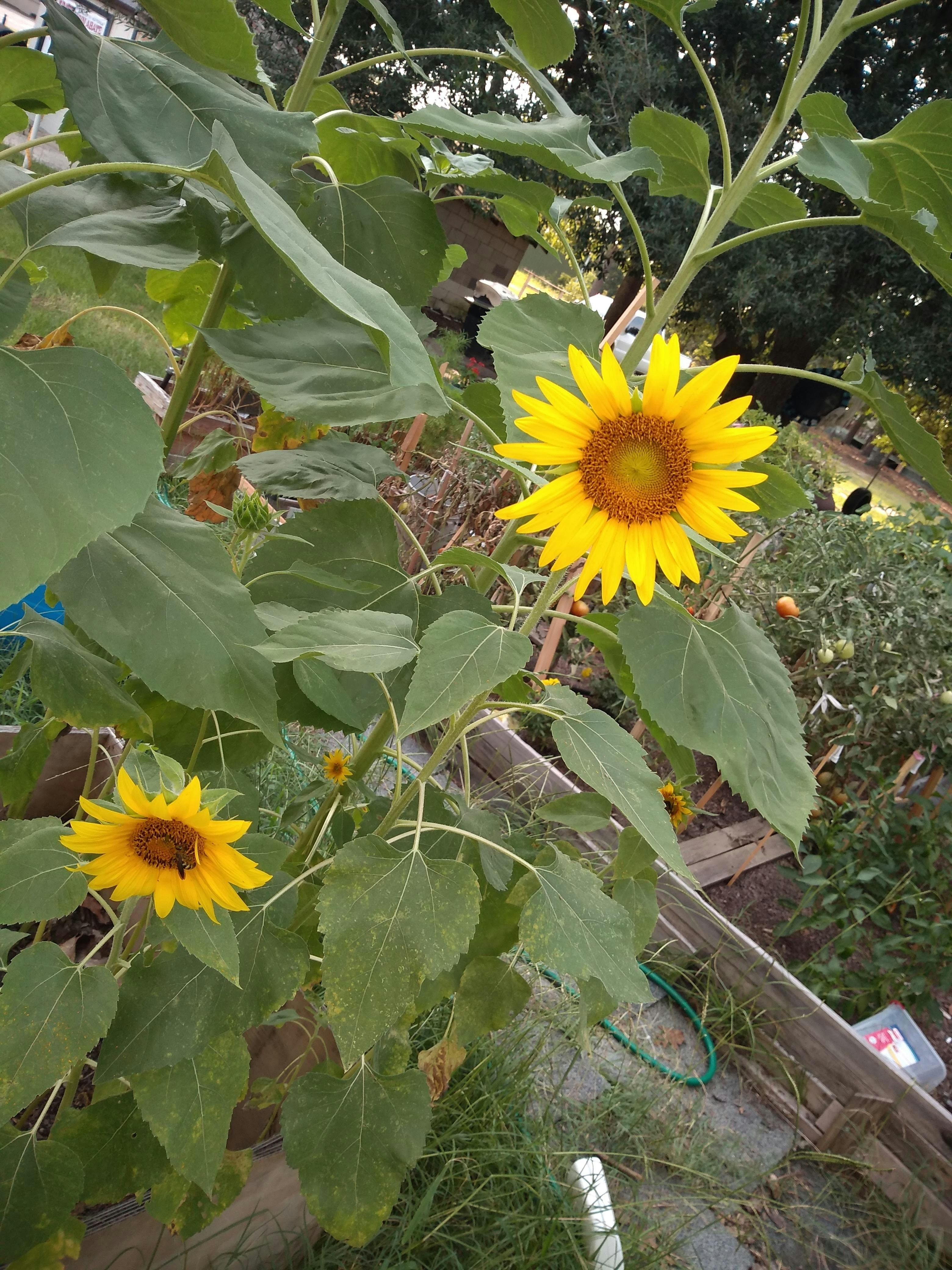The Ultimate 2025 Fall Gardening Guide: How to Grow Perfect Maximilian Sunflower