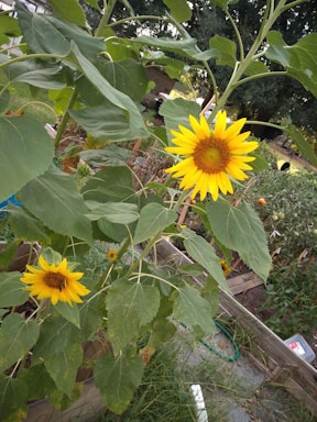 Two sunflowers with bright yellow petals and large green leaves are growing in a garden setting. One sunflower is prominently in bloom with a brown, textured center, while the other is partially facing downward. The garden is well-tended with visible raised beds, green foliage, and a garden hose on the ground.