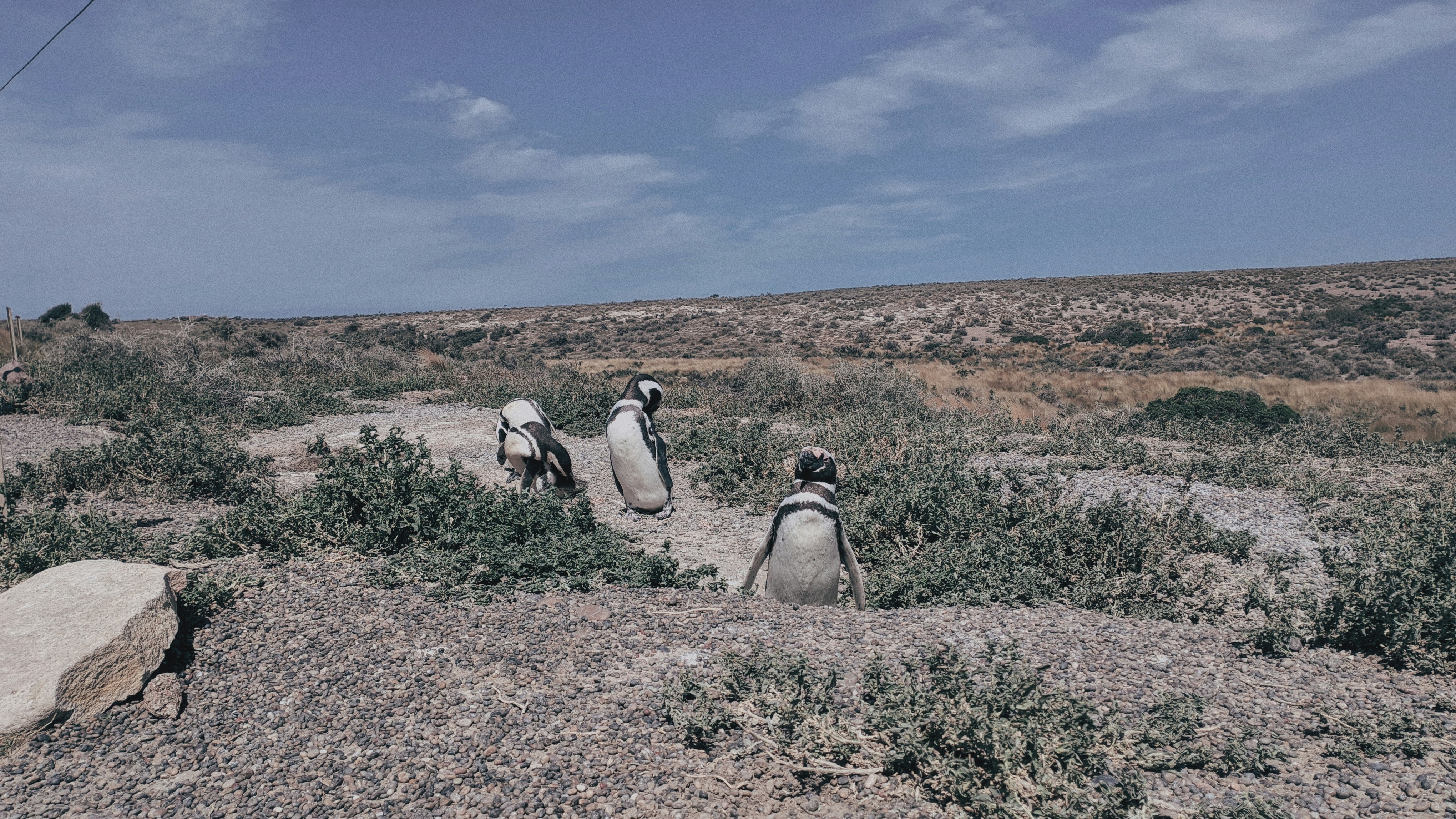a group of penguins walking along a dirt road